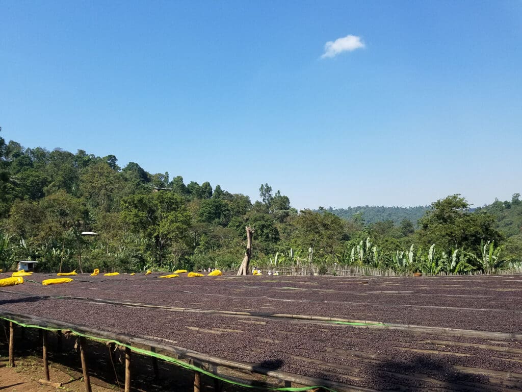 Julkaffe 2025 Etiopien Aricha Natural - 250 g