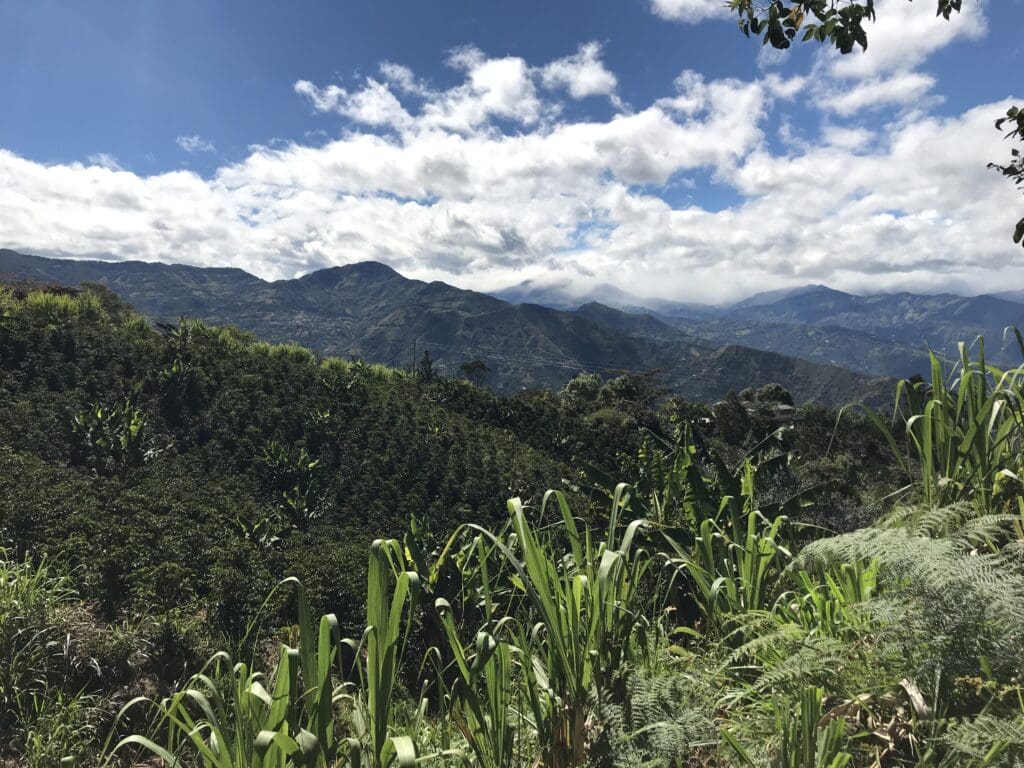 Colombia Galeras Decaf - 250g