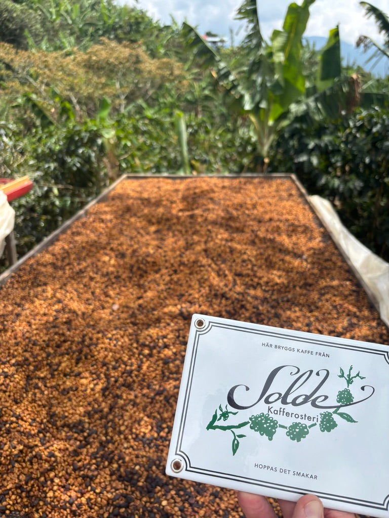 Costa Rica Placeres del Llano Honey - 250g