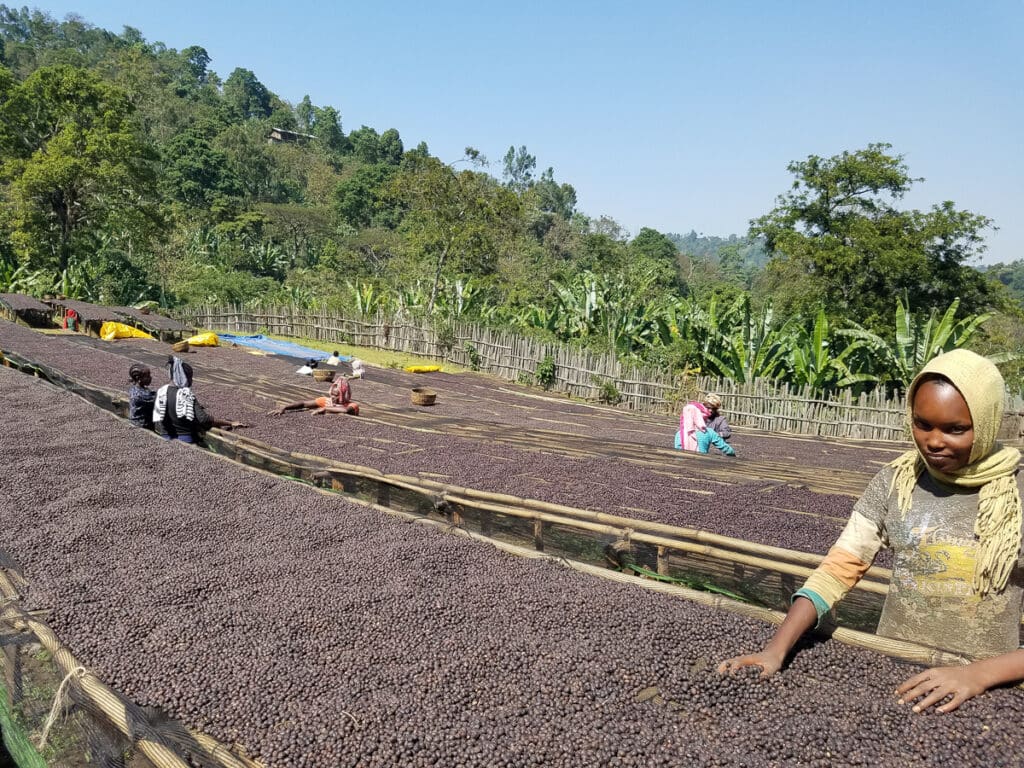 Julkaffe 2025 Etiopien Aricha Natural - 250 g