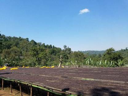 Julkaffe 2025 Etiopien Aricha Natural - 250 g