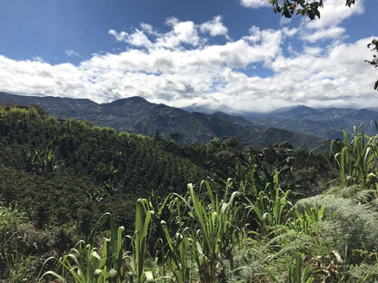 Colombia Galeras Decaf - 250g