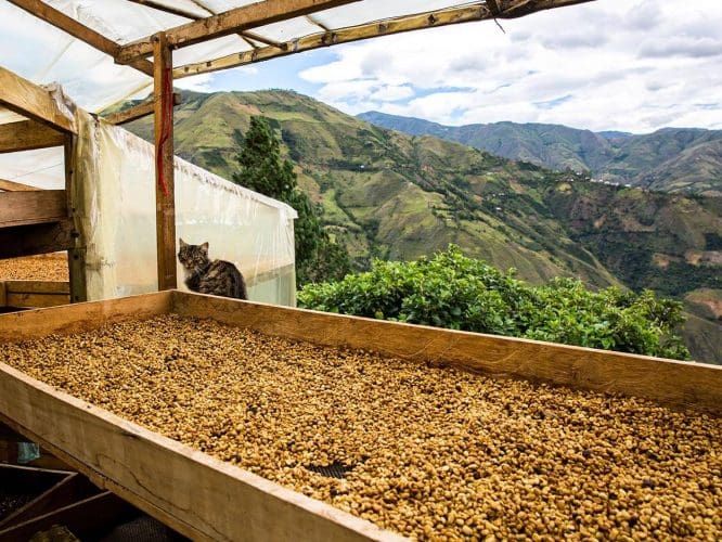 Colombia Aponte Honey - 250g